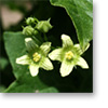bryonia_dioica